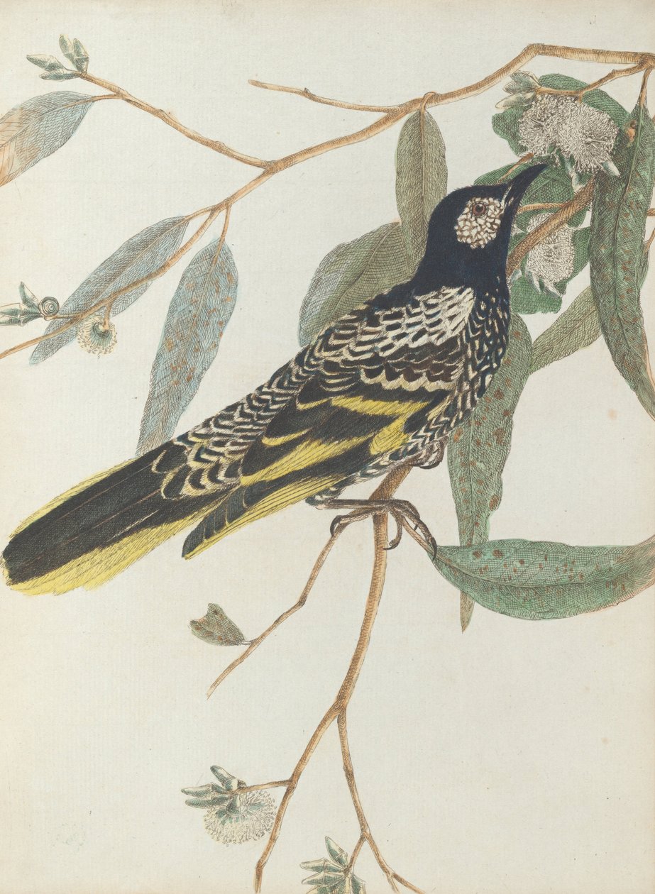 Méliphage à face verruqueuse, Birds of New South Wales with their natural history - John William Lewin