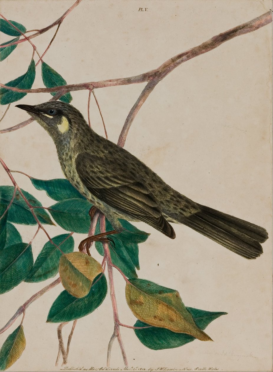 Méliphage à oreilles jaunes (Meliphaga chrysotis) - John William Lewin