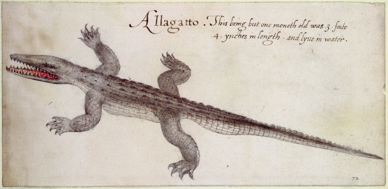 Alligator - John White