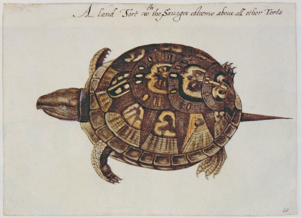Tortue commune (lithographie) - John White
