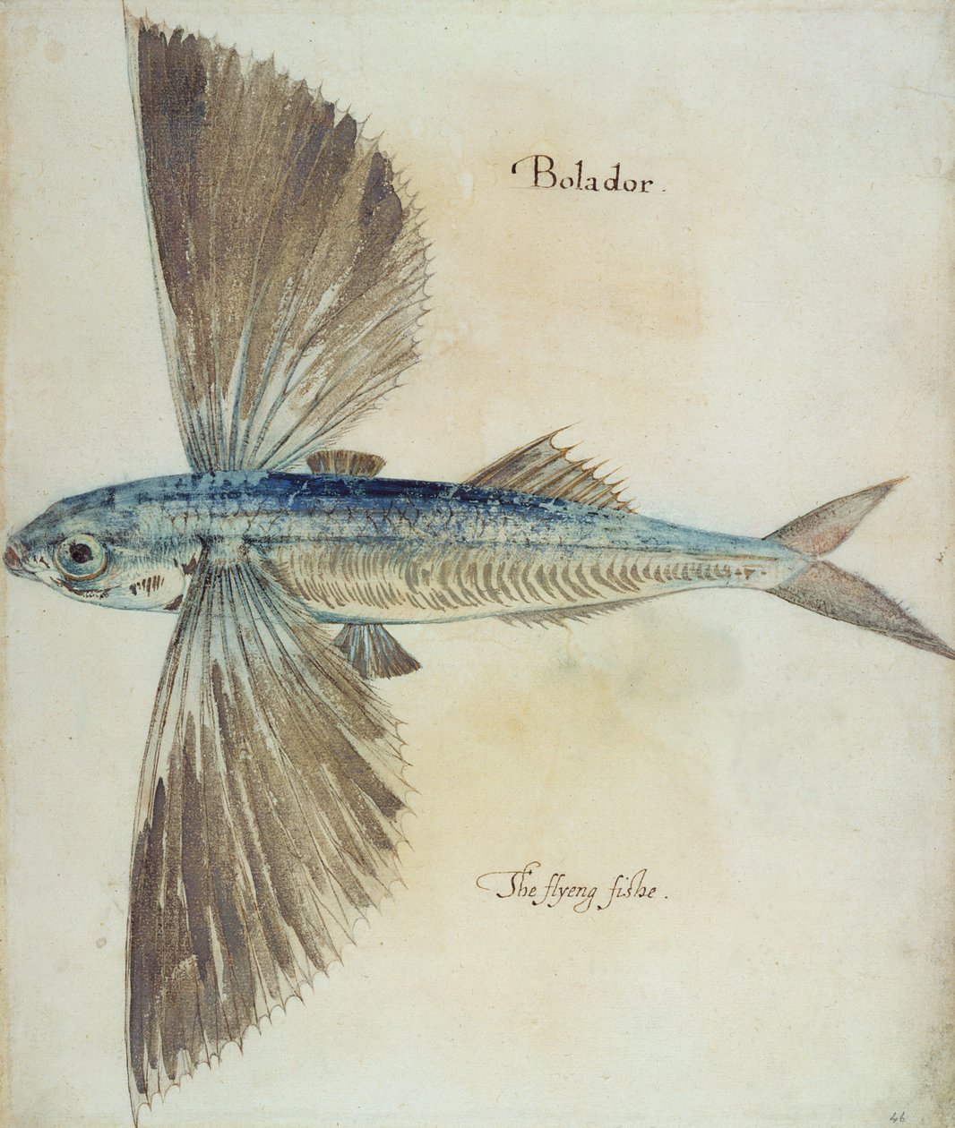 Poisson volant - John White