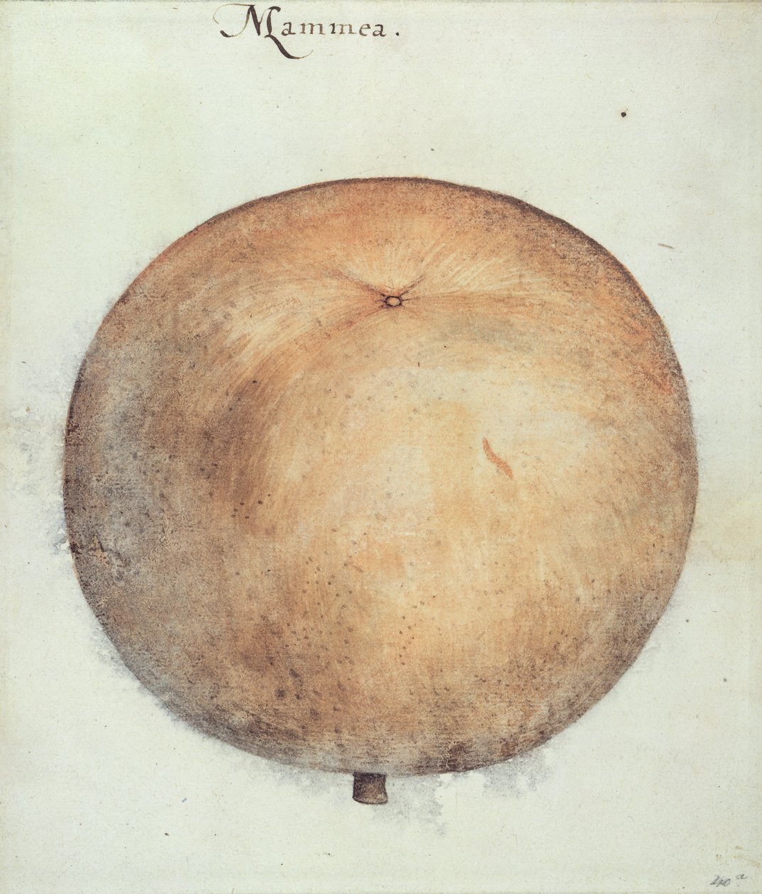 Pomme Mammea - John White