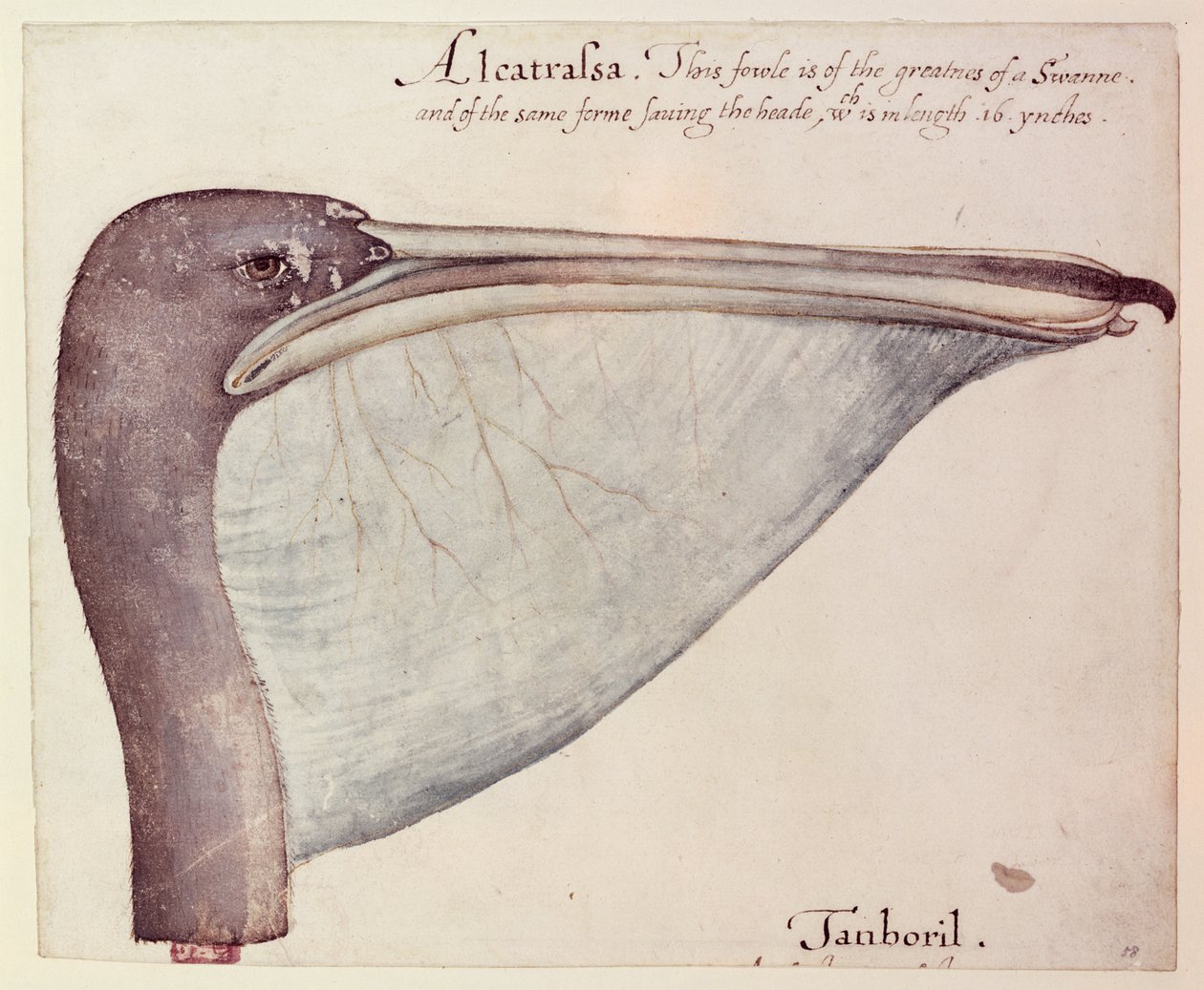 Pélican, c.1590 - John White