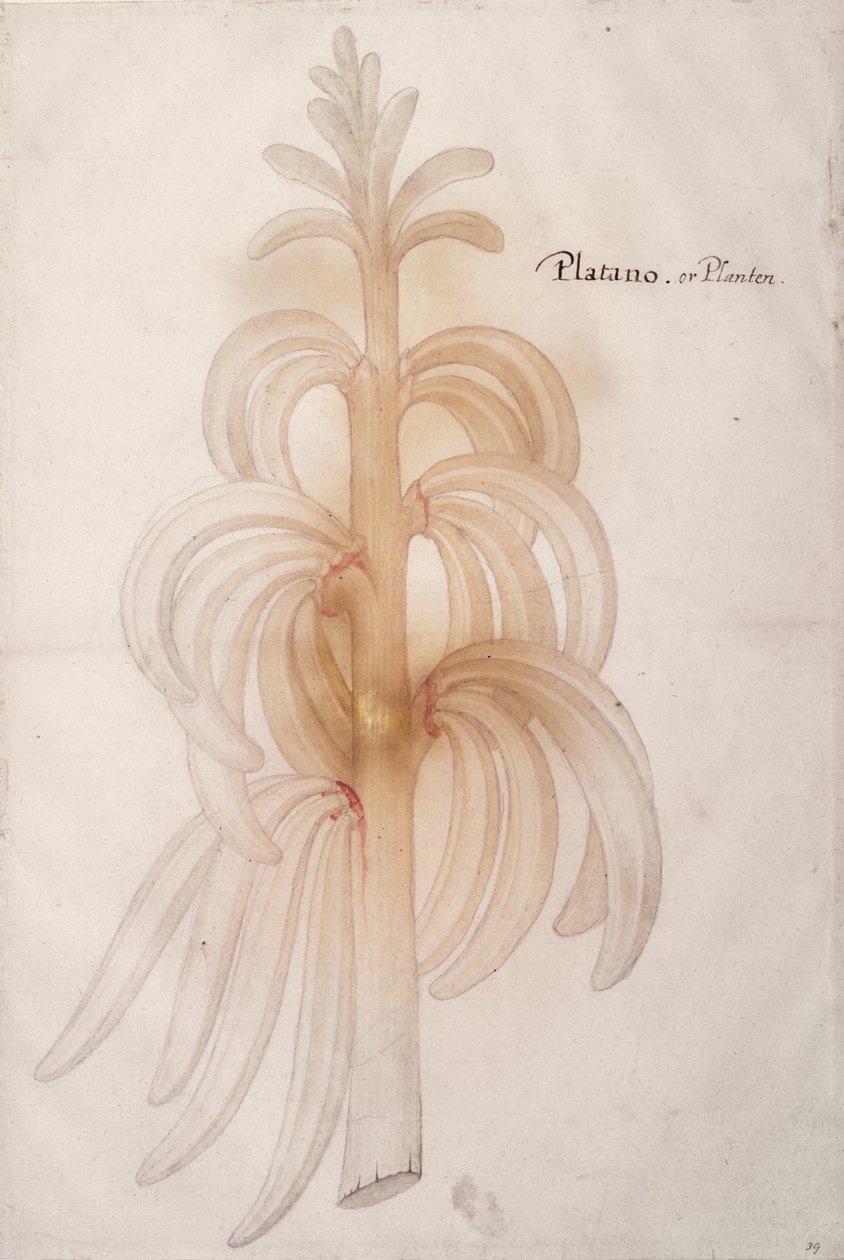 Plantain, c.1590 - John White