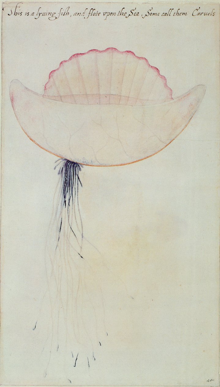 Physalie (lithographie) - John White