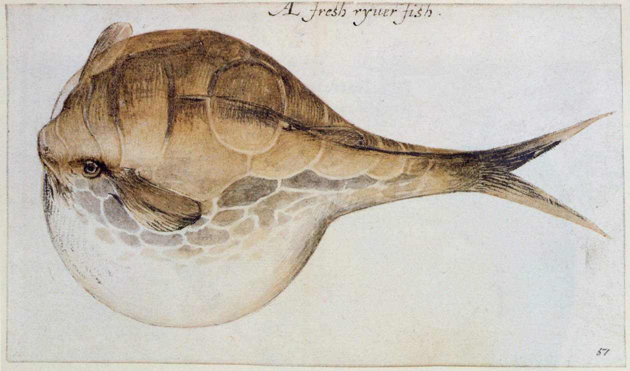 Puffer - John White