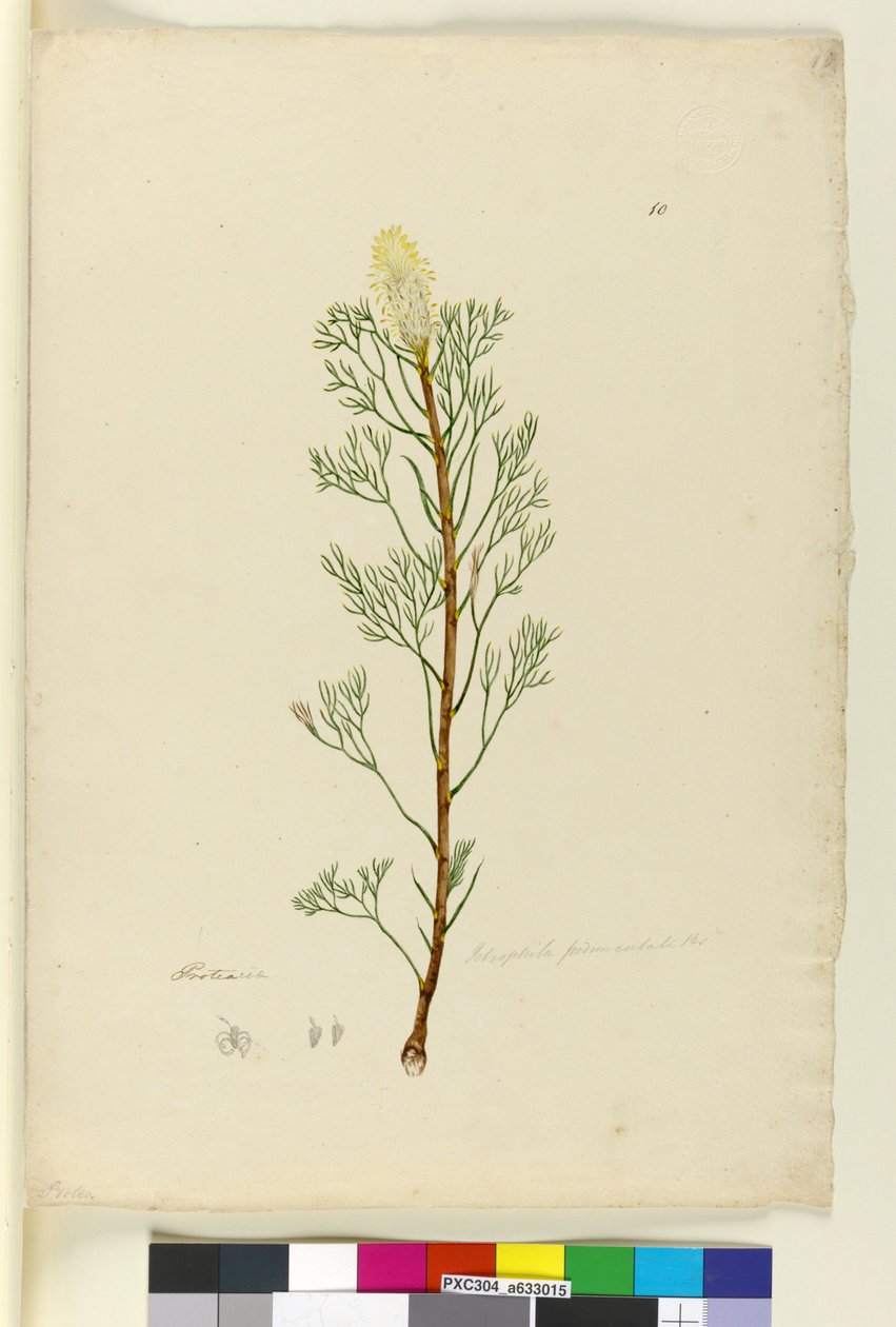 Page 10. Petrophile pedunculata, c.1803-06 - John William Lewin
