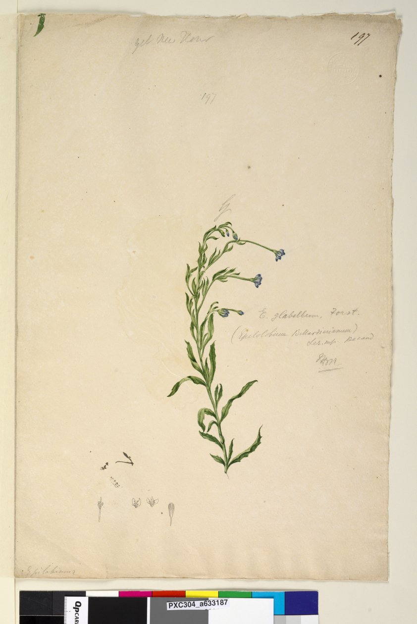 Page 197. Epilobium glabellum - John William Lewin