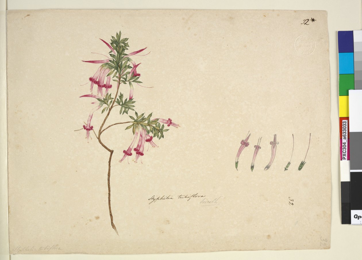 Page 32. Styphelia tubiflora - John William Lewin