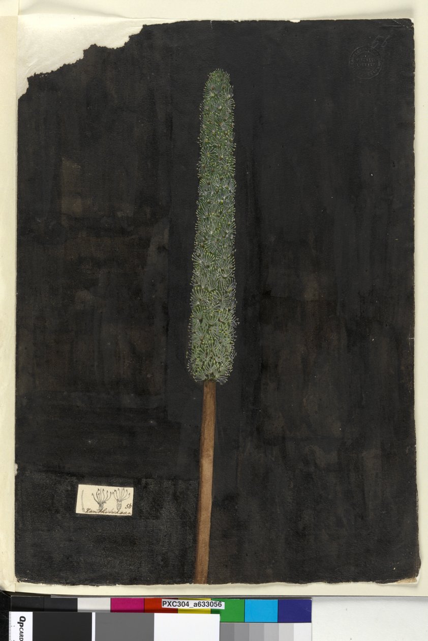 Page 56. Xanthorrhoea - John William Lewin
