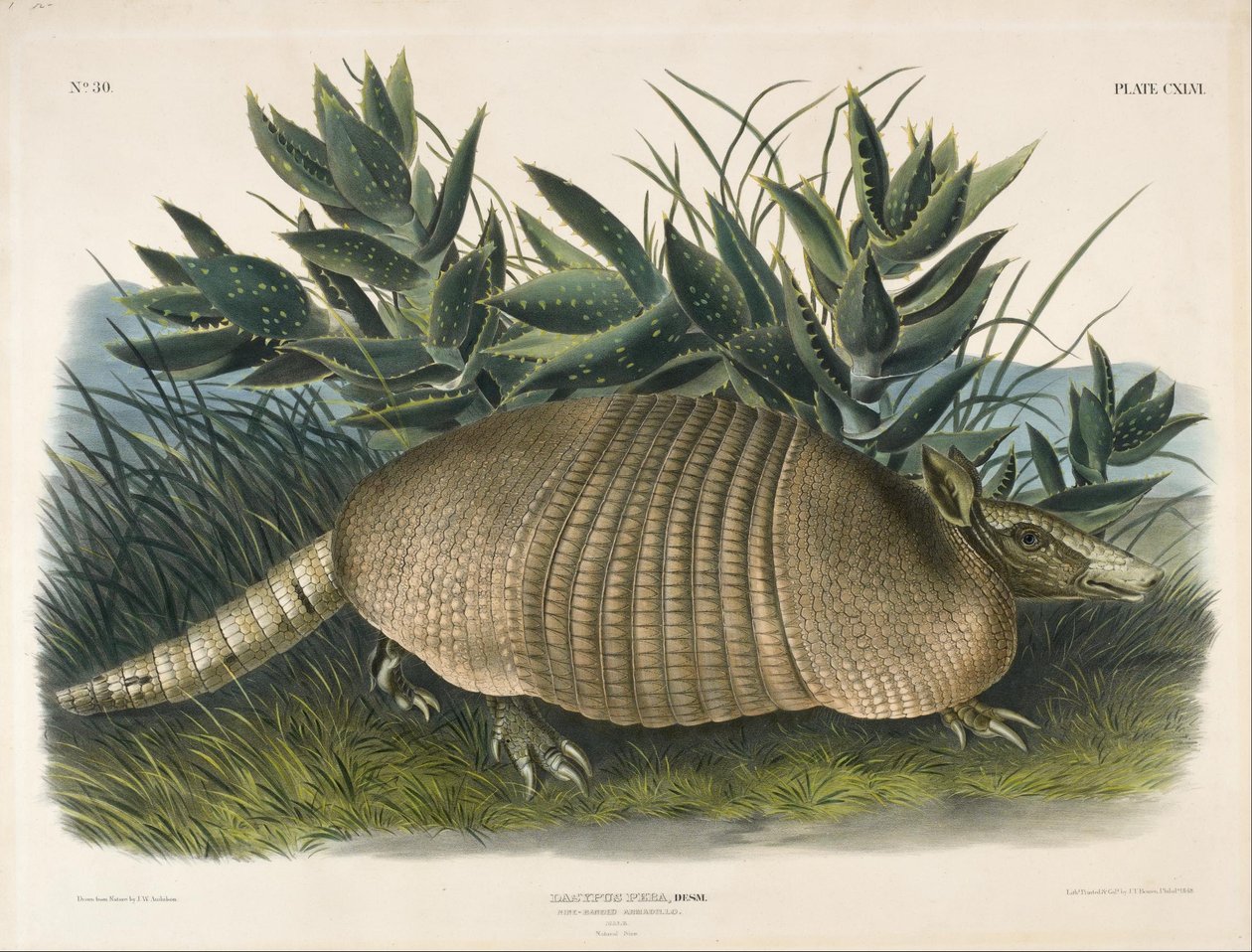 Tatou à neuf bandes (Dasypus Peba) - John Woodhouse Audubon