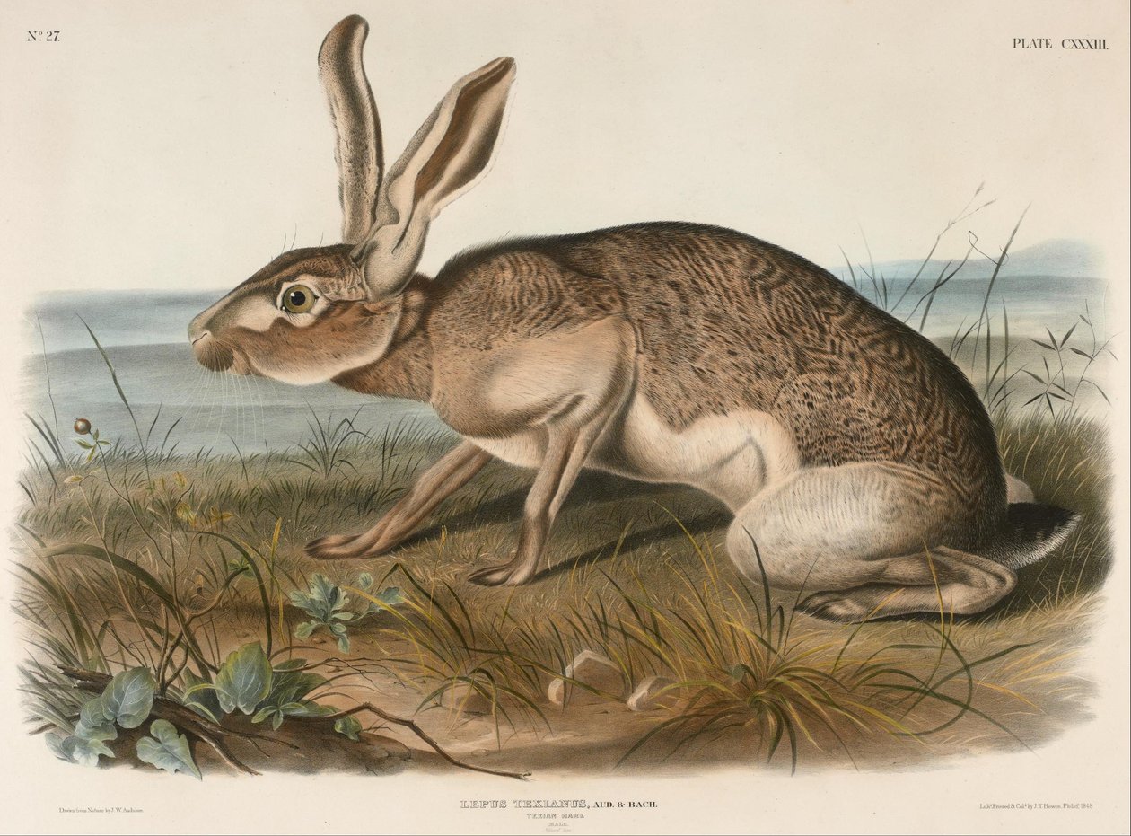 Lièvre texian (Lepus Texianus) - John Woodhouse Audubon