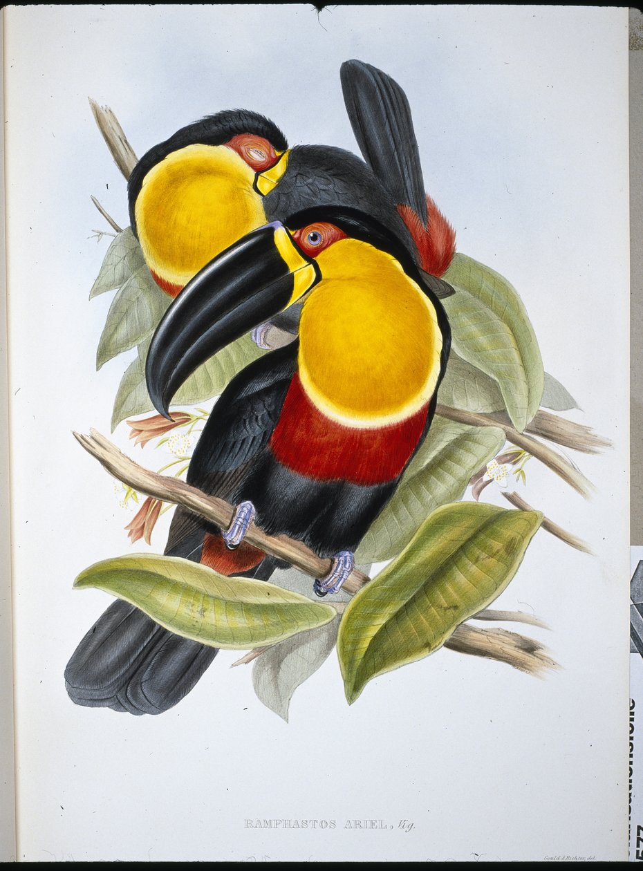 Toucan Ariel (Ramphastos Ariel) - John (after) Gould