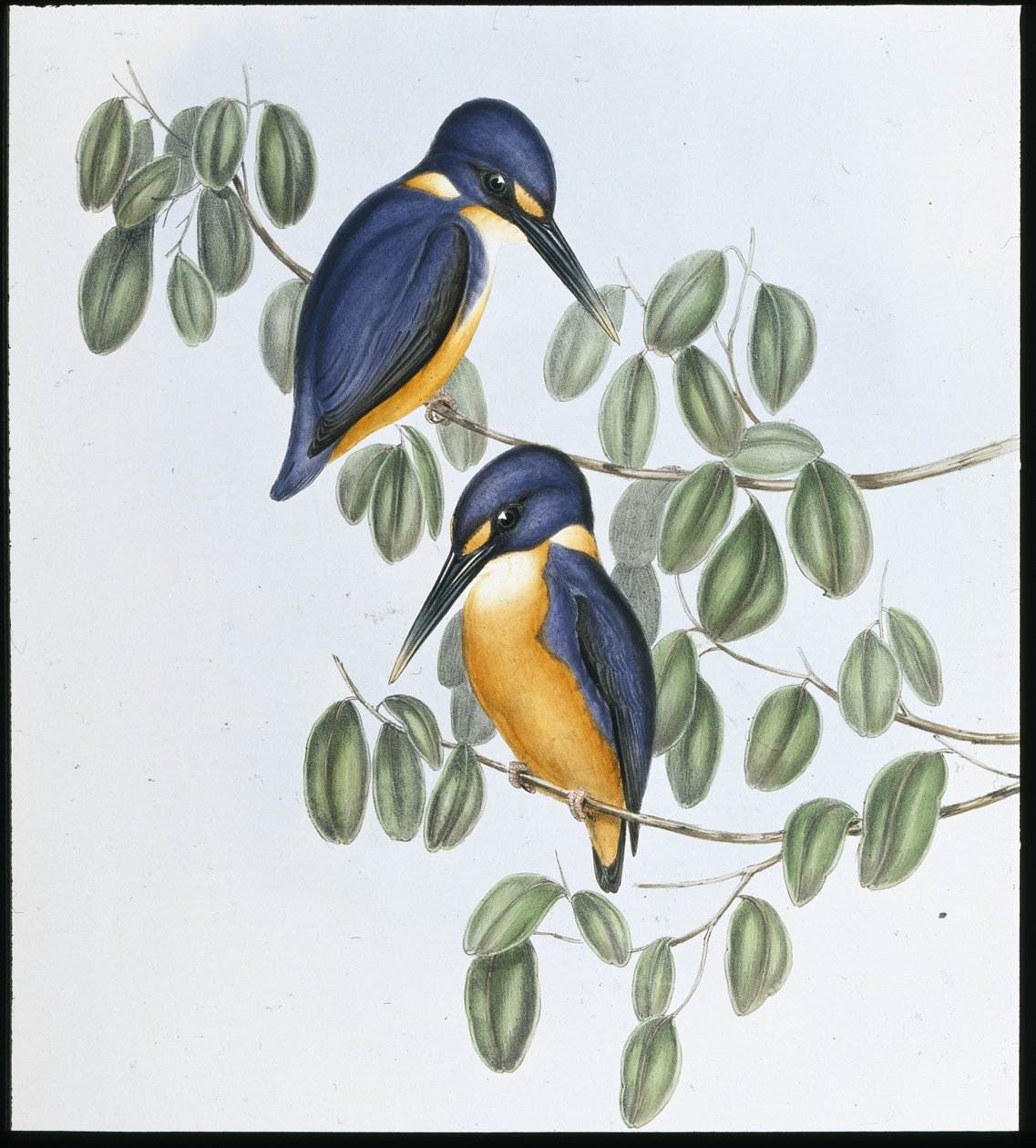 Martin-pêcheur azuré (Alcyone Azurea) - John (after) Gould