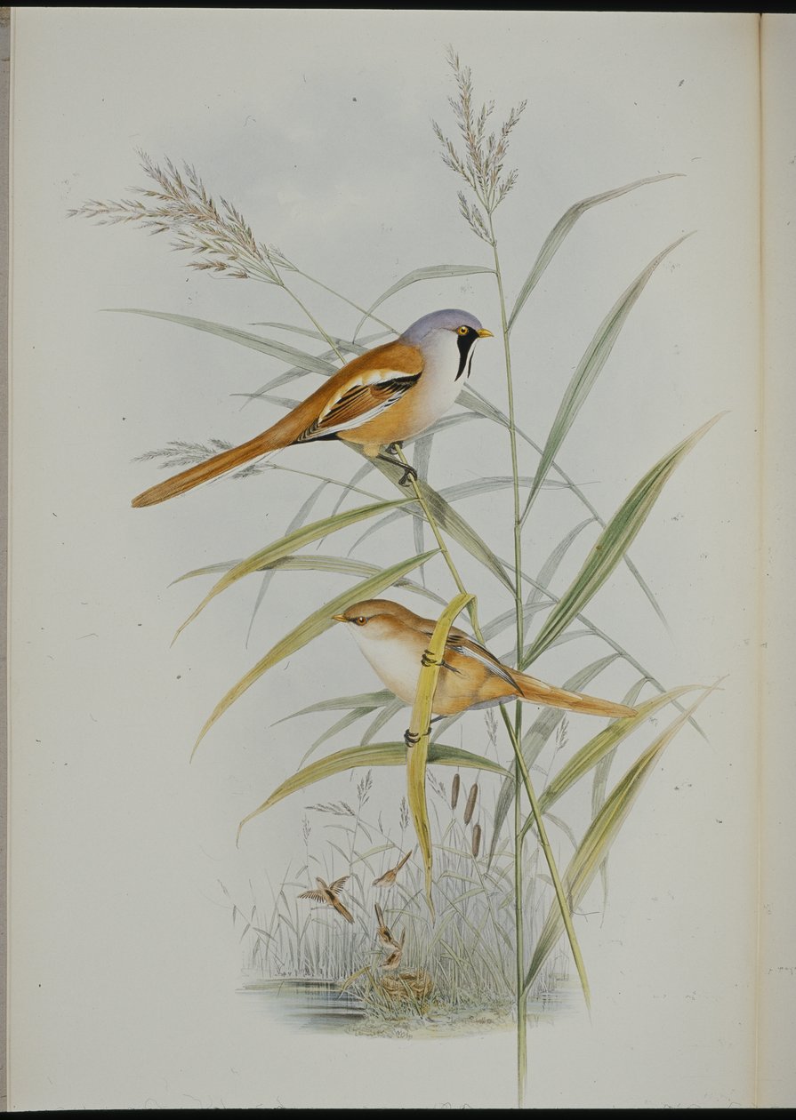 Mésange à moustaches (Calamophilus Biarmicus) - John (after) Gould