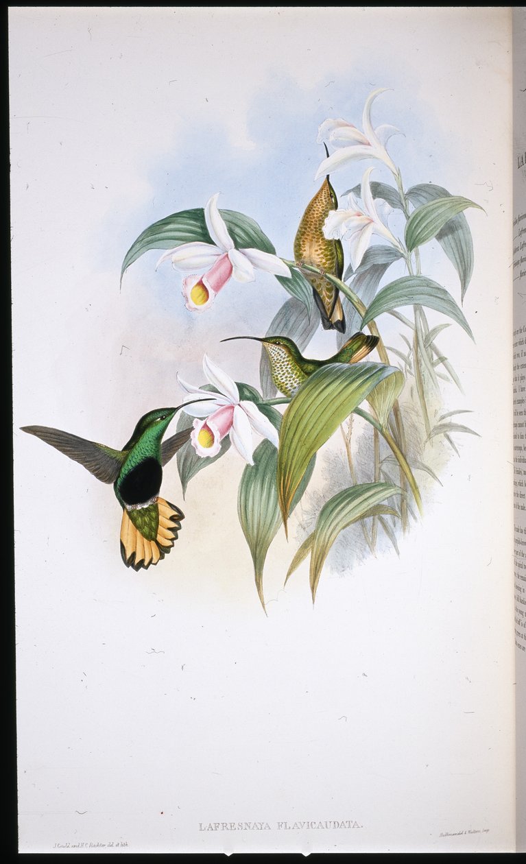 Velours à queue jaune (Lafresnaya Flavicaudata) - John (after) Gould