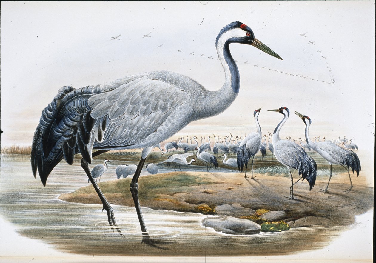 Grue cendrée (Grus Cinerea) - John (after) Gould