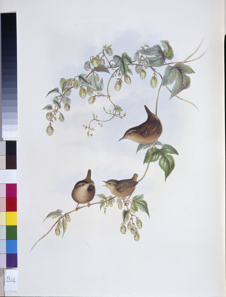 Troglodyte mignon (Troglodytes Europeus) - John (after) Gould