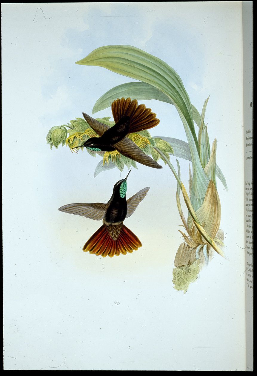 Queue cuivrée (Metallura Cupreicauda) - John (after) Gould