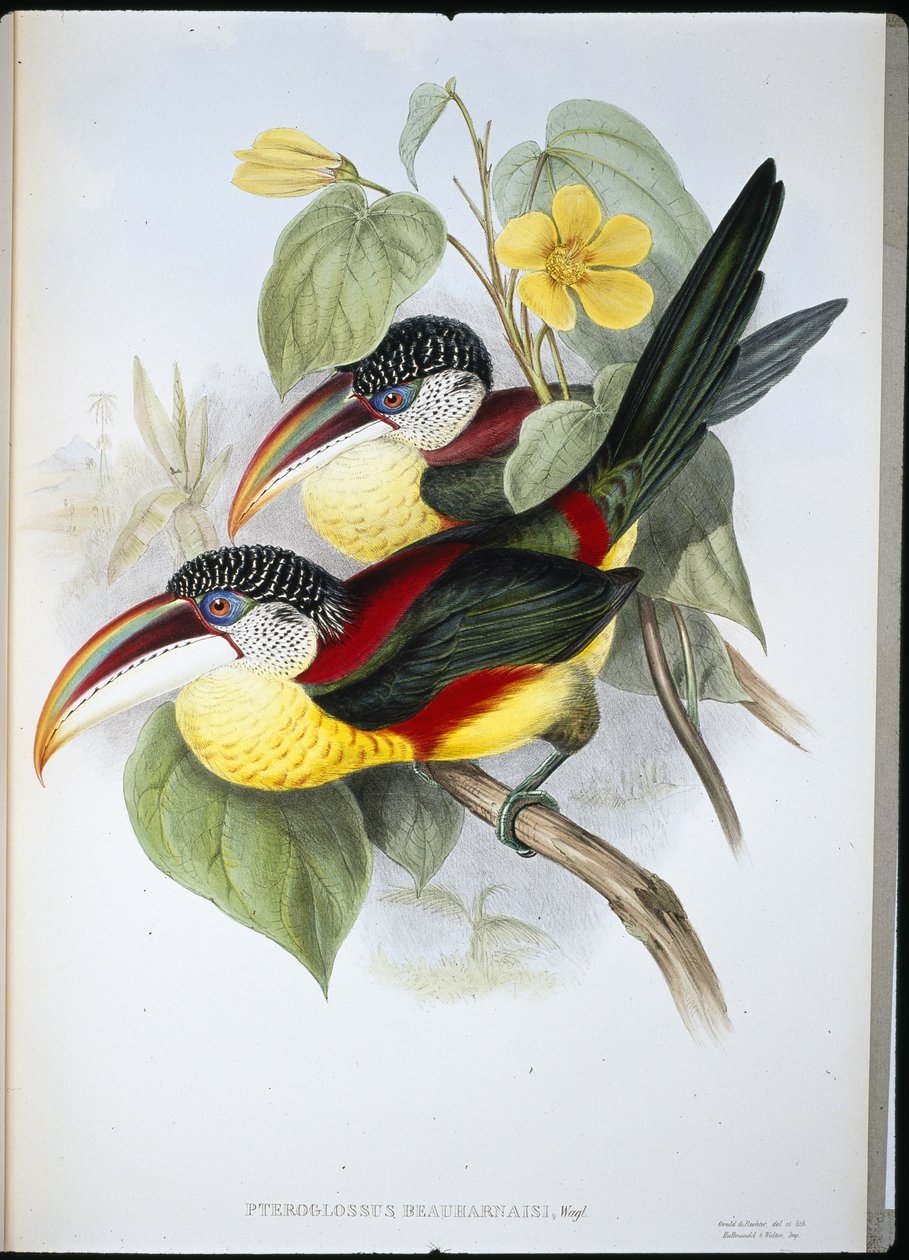 Araçari à crête bouclée - John (after) Gould