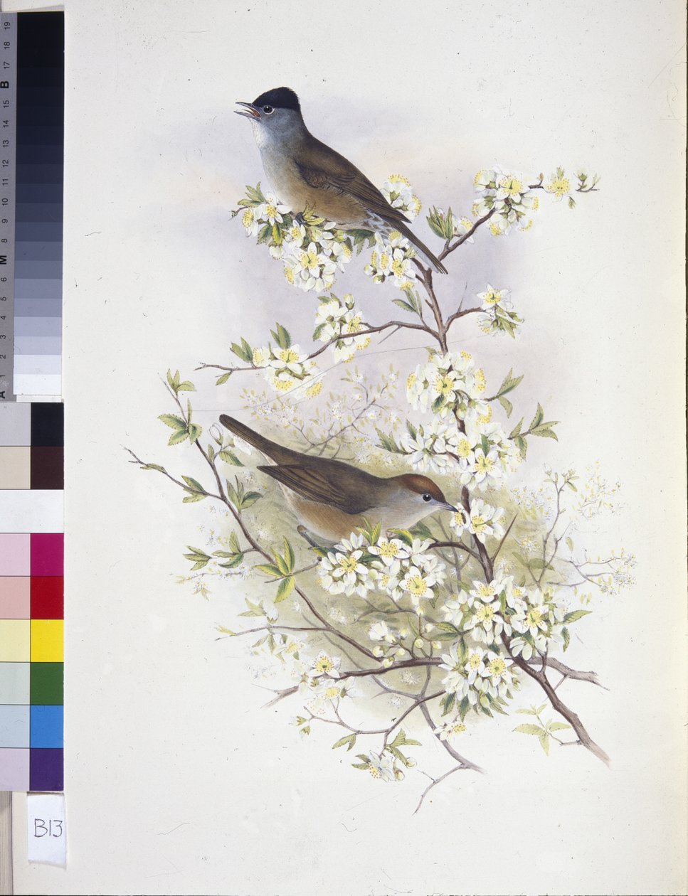 Fauvette à tête noire (Sylvia atricapilla) - John (after) Gould