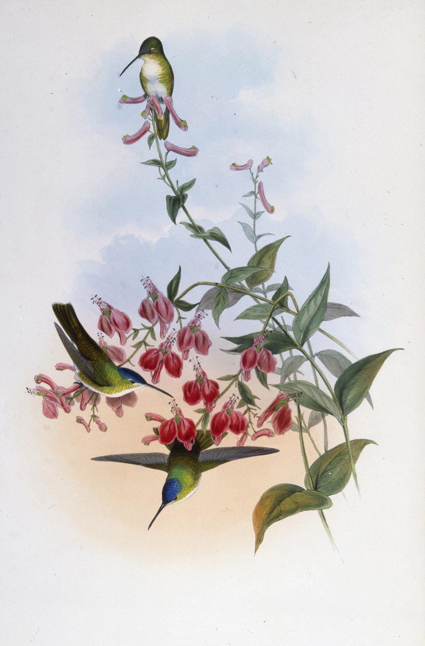 Azure-Crwn de Francia (Cyanomyia Franciae) - John (after) Gould