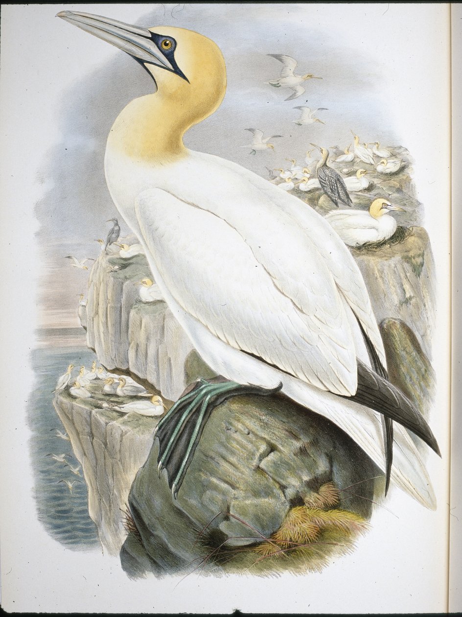 Fou de Bassan (Sula Bassana) - John (after) Gould