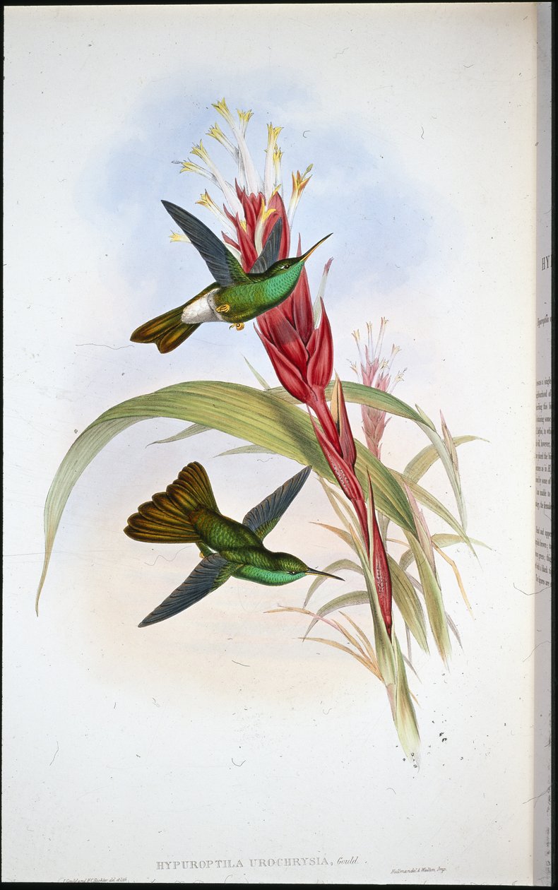 Plumeleteer à queue dorée - John (after) Gould