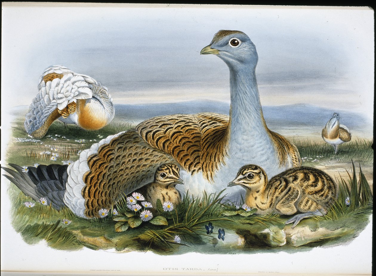 Grande outarde - John (after) Gould