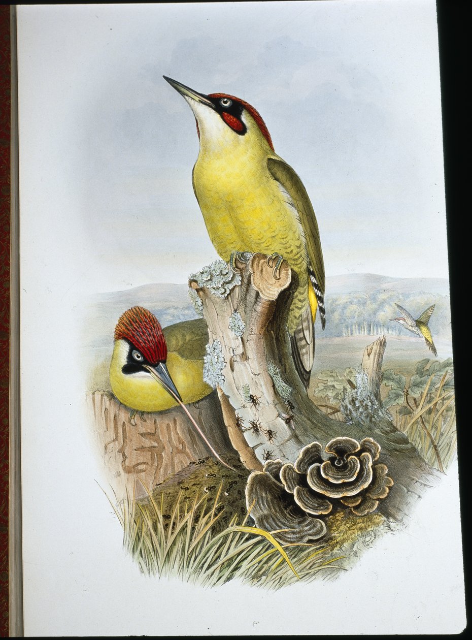 Pic vert - John (after) Gould