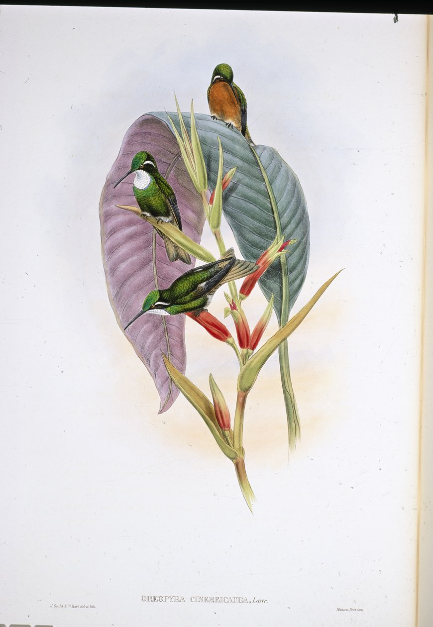 Colibri à queue grise - John (after) Gould