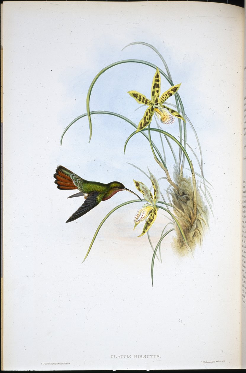 Ermite hirsute - John (after) Gould