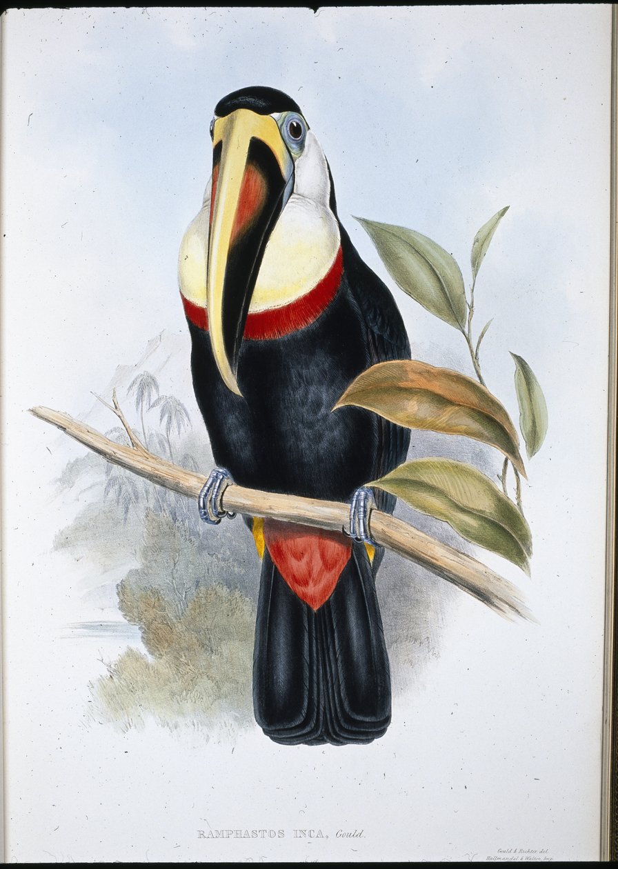 Toucan inca - John (after) Gould