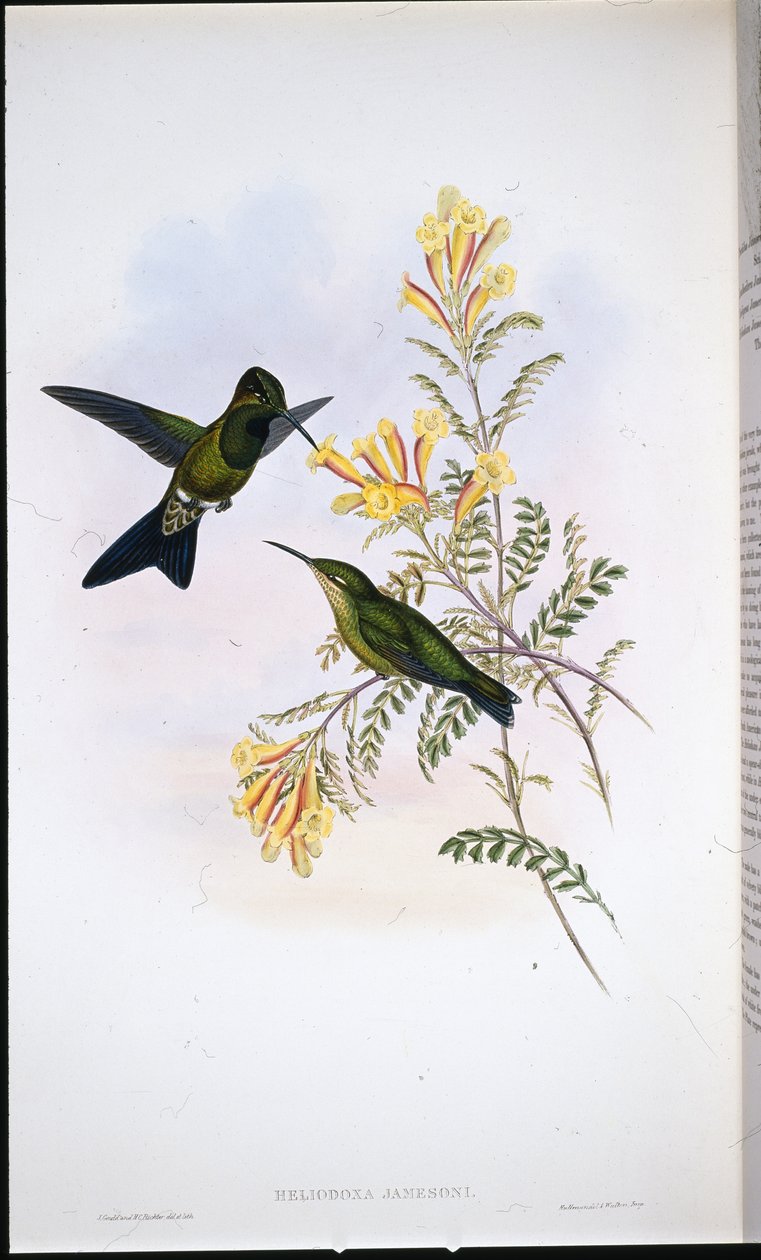 Brillant de Jameson - John (after) Gould