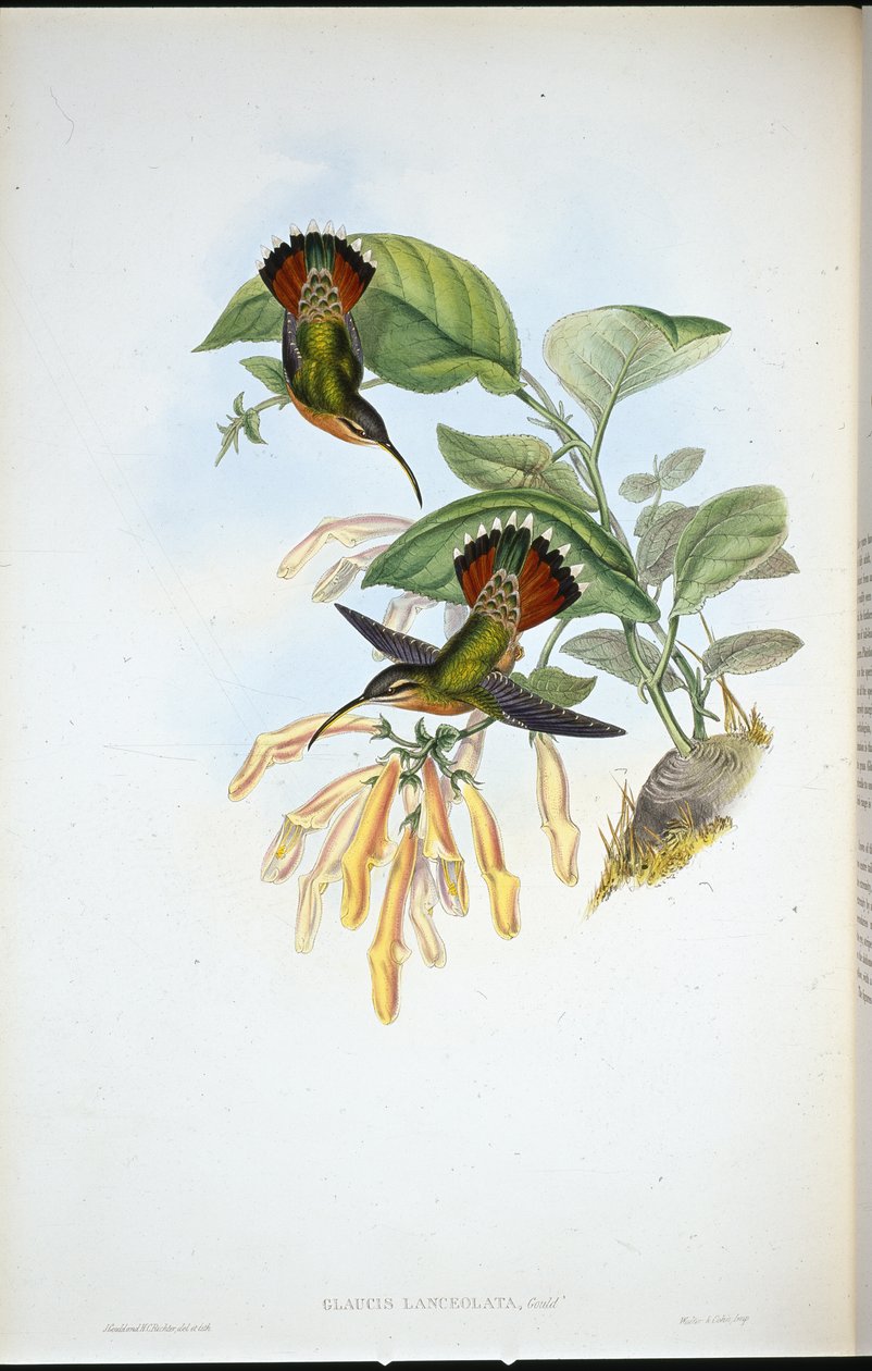 Ermite lancéolé - John (after) Gould