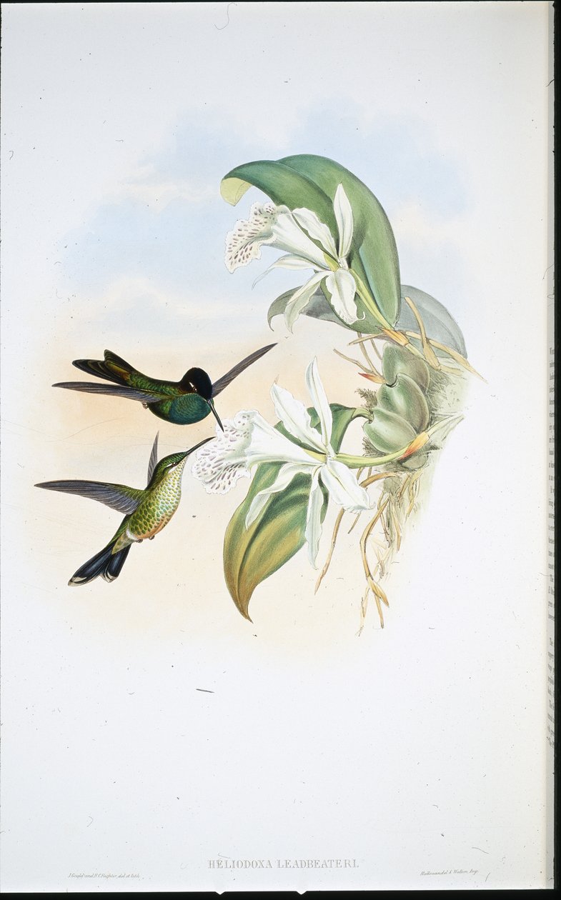 Brillant de Leasbeater - John (after) Gould