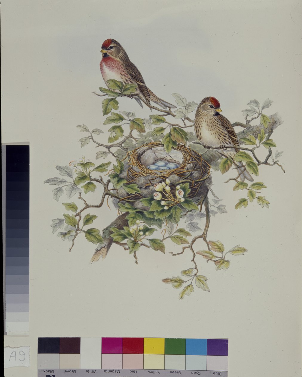 Sizerin flammé (Aegiothus Rufescens) - John (after) Gould