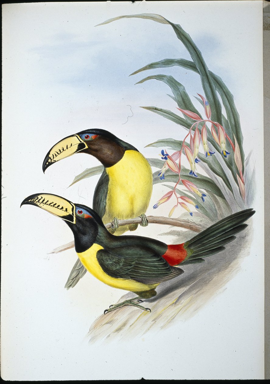 Araçari lettré (pteroglossus inscriptus) - John (after) Gould