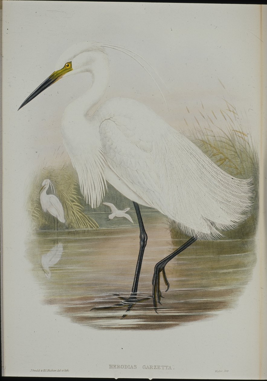 Aigrette garzette (Egretta Garzetta) - John (after) Gould