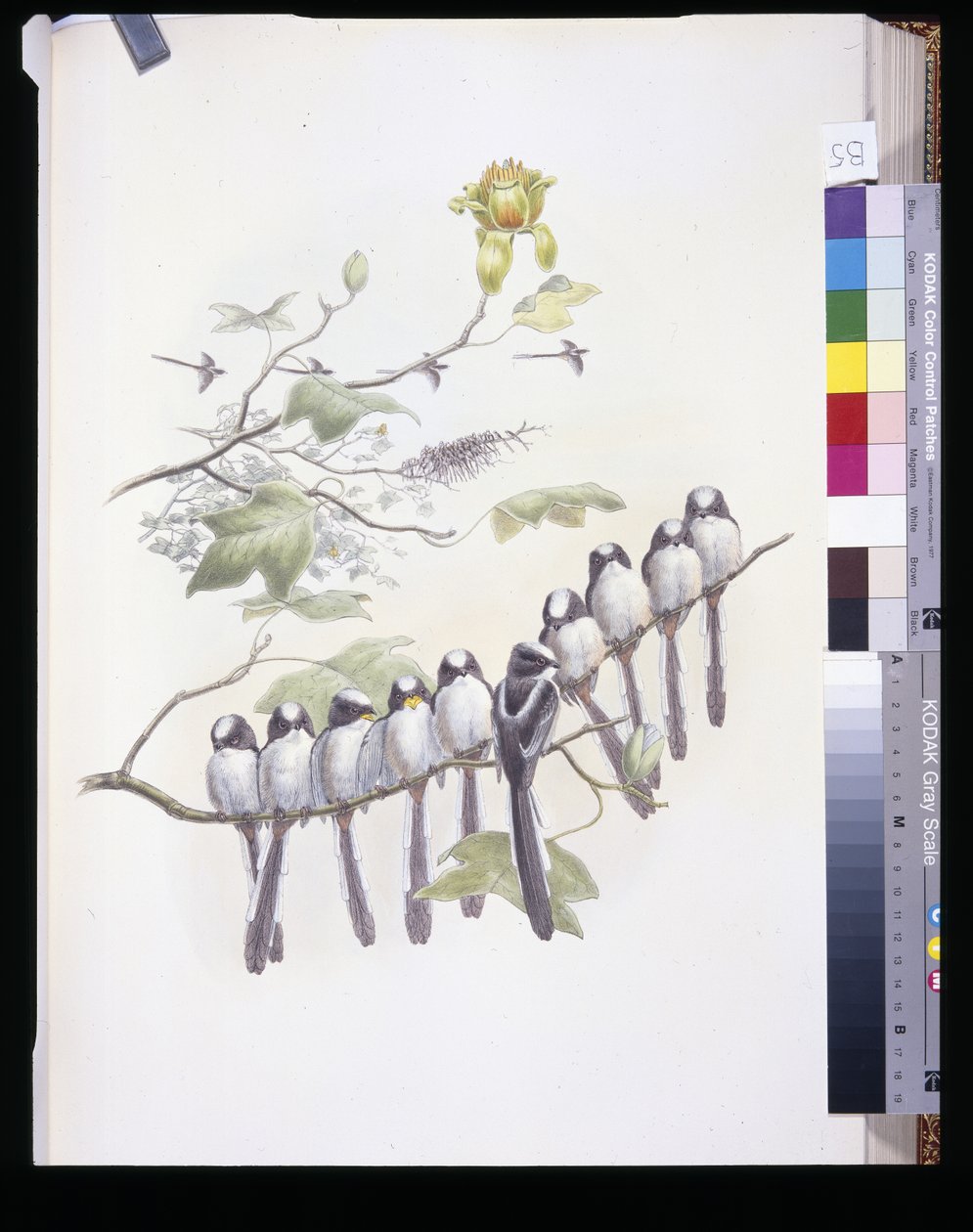 Mésange à longue queue (Mecistura Caudata) - John (after) Gould