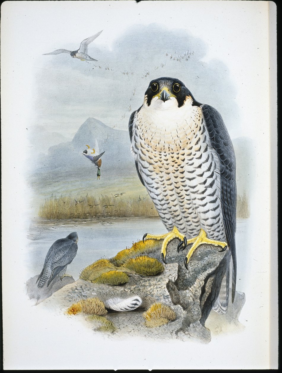 Faucon pèlerin (Falco Peregrinus) - John (after) Gould