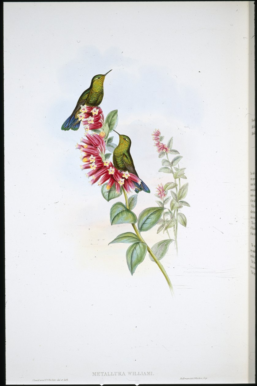 Queue pourpre (Metallura Williami) - John (after) Gould