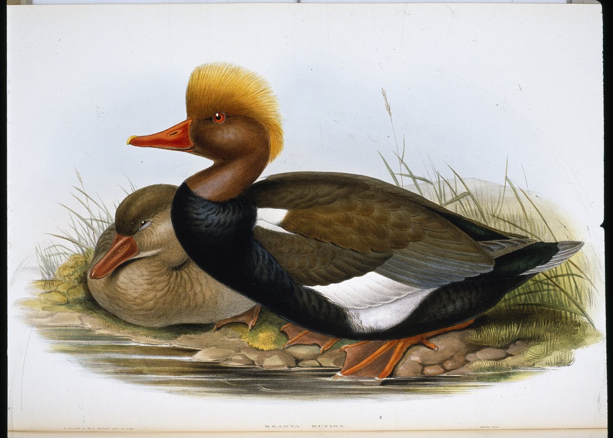 Souchet (Spatula Clypeata) - John (after) Gould