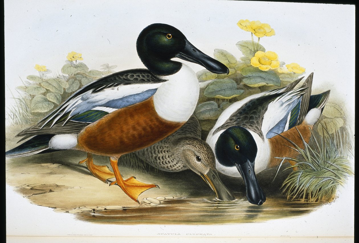 Canards souchets - John (after) Gould