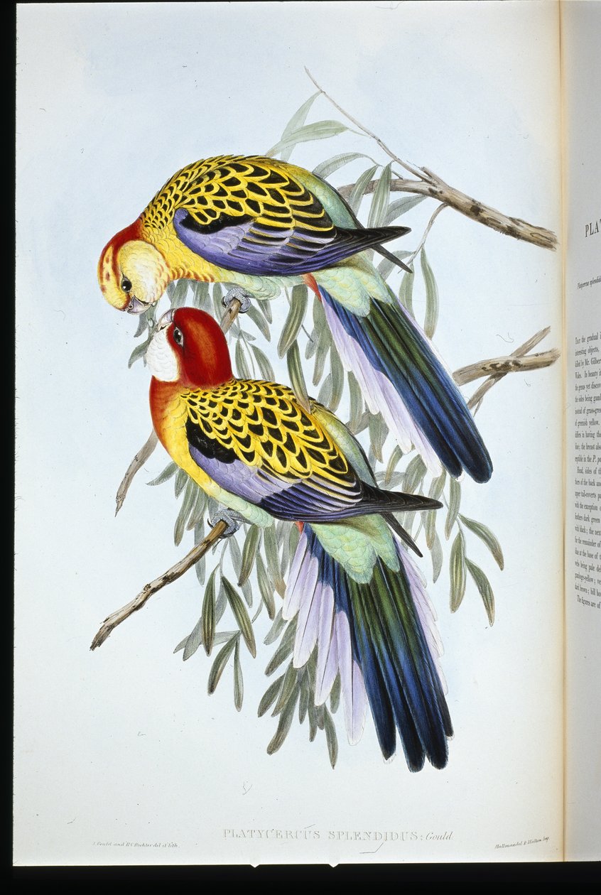 Perruche splendide (palatycercus Splendidus) - John (after) Gould