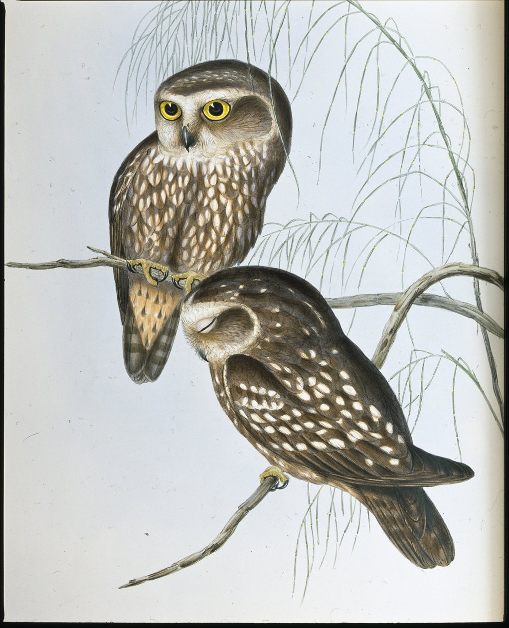 Chouette tachetée - John (after) Gould