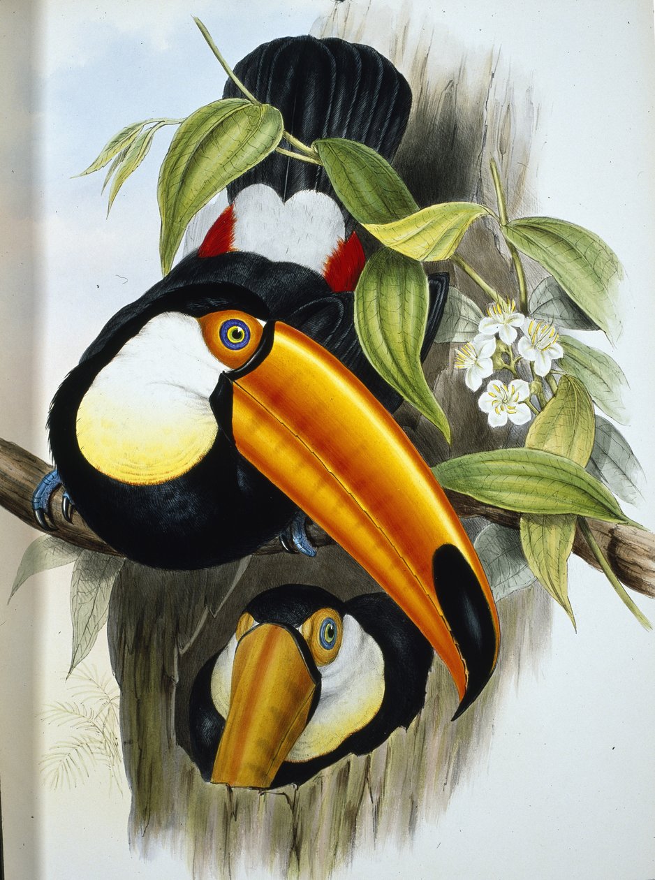 Toucan toco (Ramphastos Toco) - John (after) Gould
