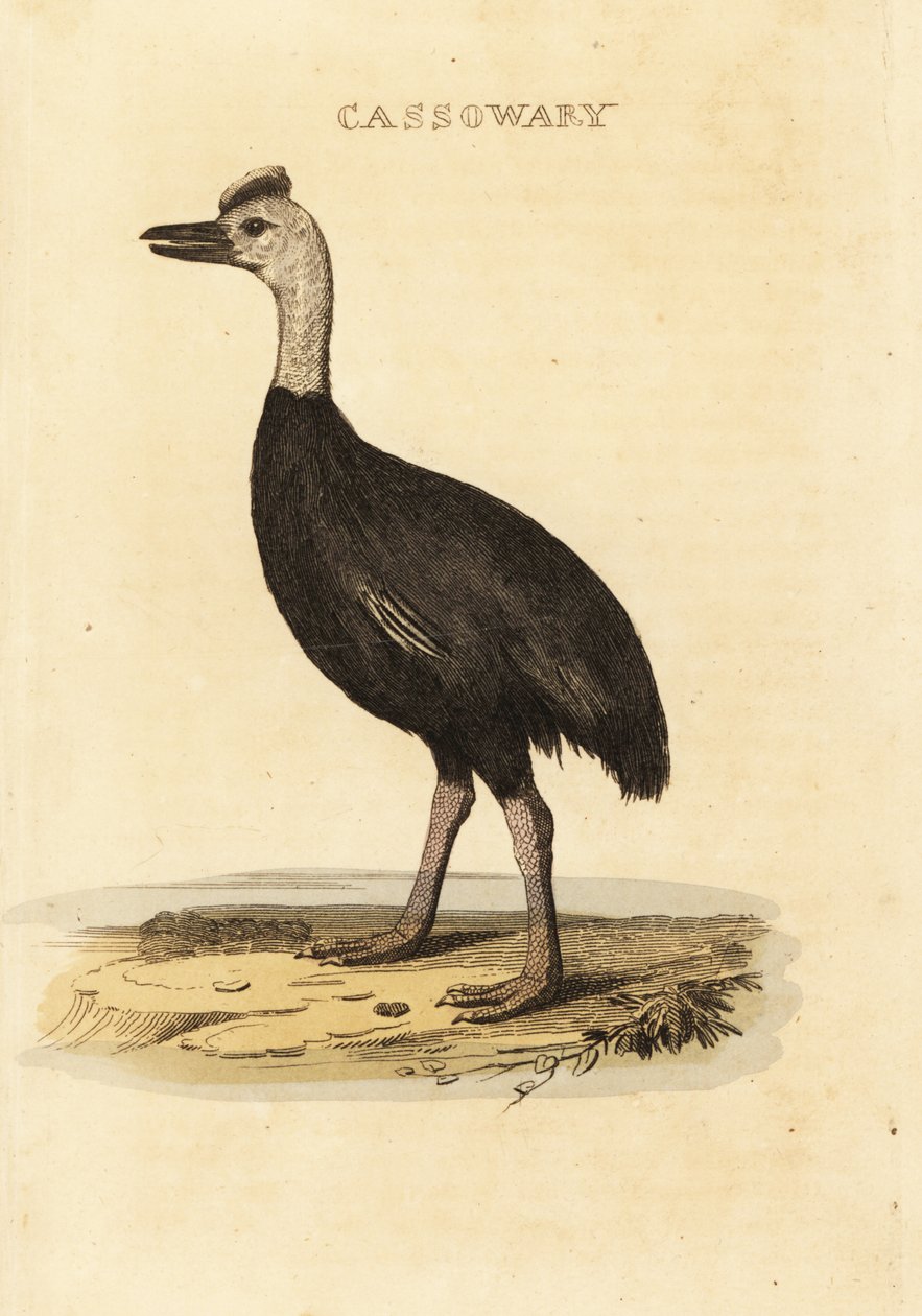 Casoar à casque, Casuarius casuarius - John (after) Latham