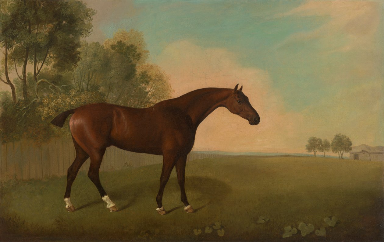 Un cheval bai dans un champ - John Boultbee