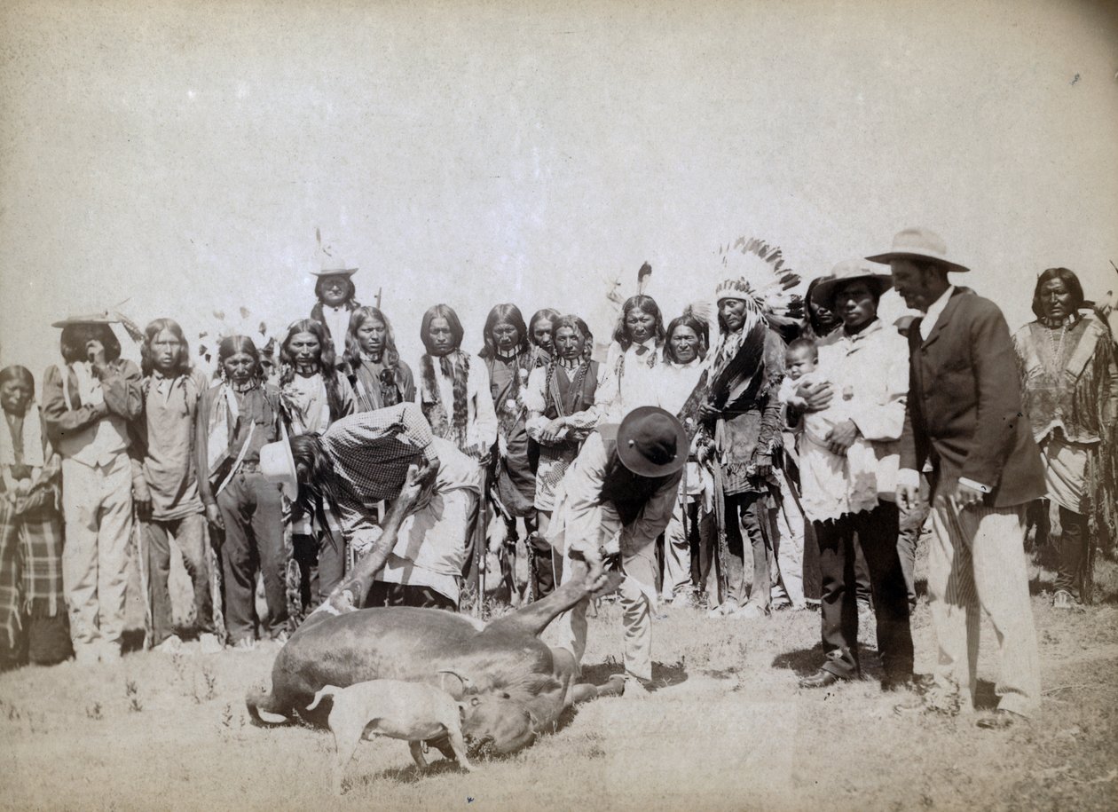 Écorchage de bœuf, 1891 - John C. H. Grabill